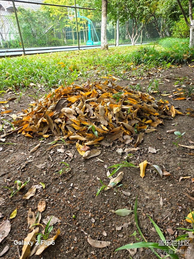 【葉落成詩(shī)】秋葉絮語(yǔ)