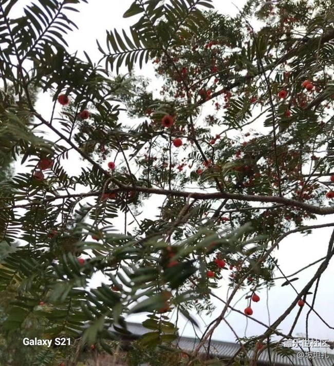 【鵬城尋冬記】難得晴天