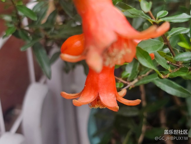 【東北的那一抹紅】偶遇