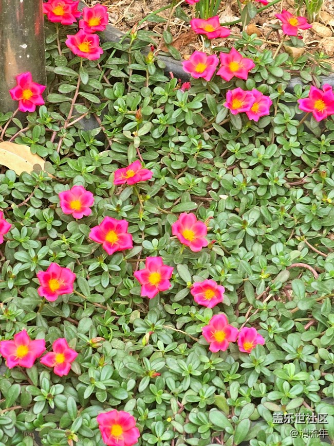 【東北的那一抹紅】秋高氣爽