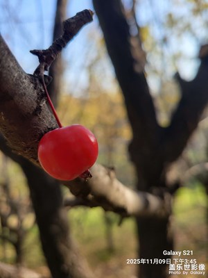 【地標(biāo)最佳機(jī)位】+深秋時(shí)節(jié)的雁南公園