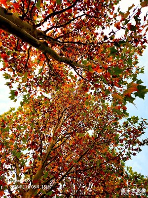 【地標(biāo)最佳機位】+深秋