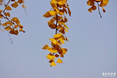 秋天拍銀杏大概是保留節(jié)目