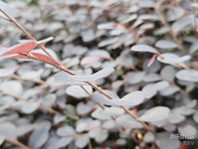 【東北的那一抹紅】秋高氣爽