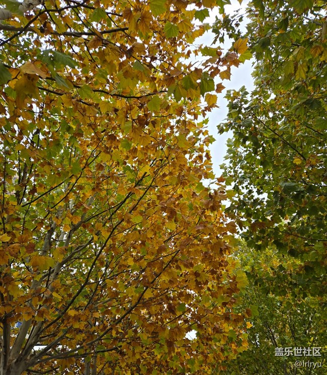 【全鏡影像】望深秋