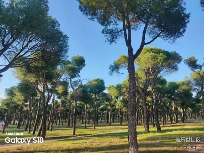 【鵬城尋冬記】森林