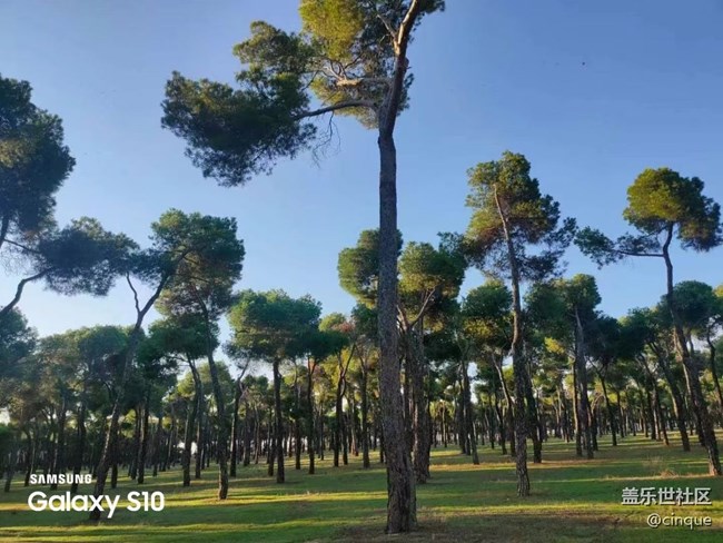 【鵬城尋冬記】森林