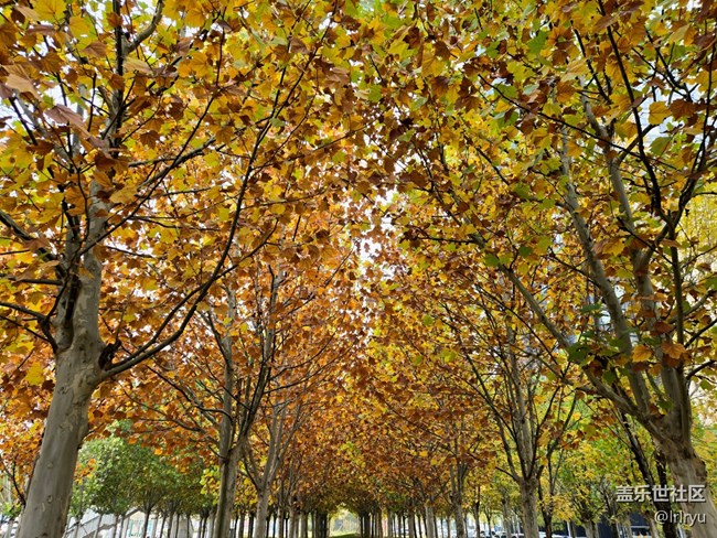 【全鏡影像】望深秋