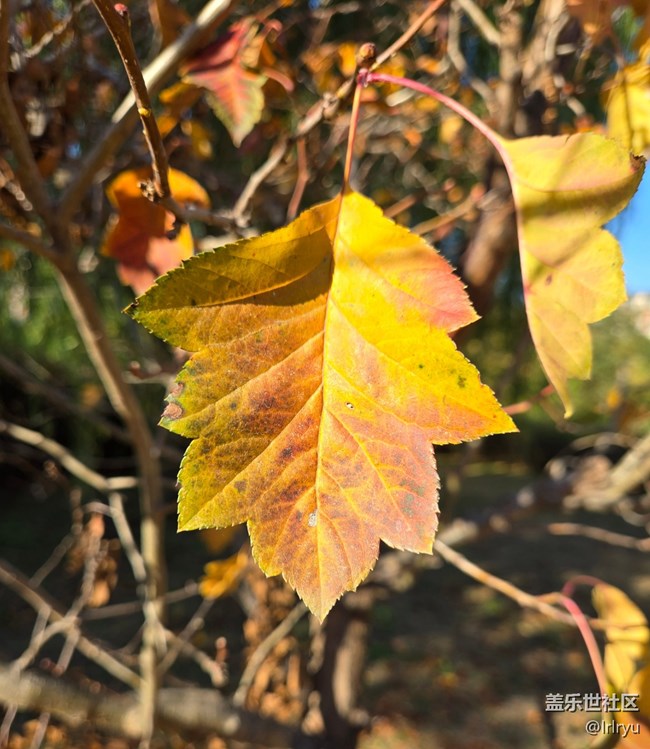 【尋找生活中的溫暖】陽光暖寒秋