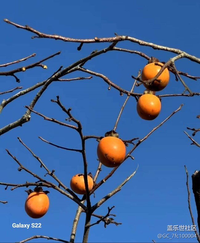 【鵬城尋冬記】柿柿如意