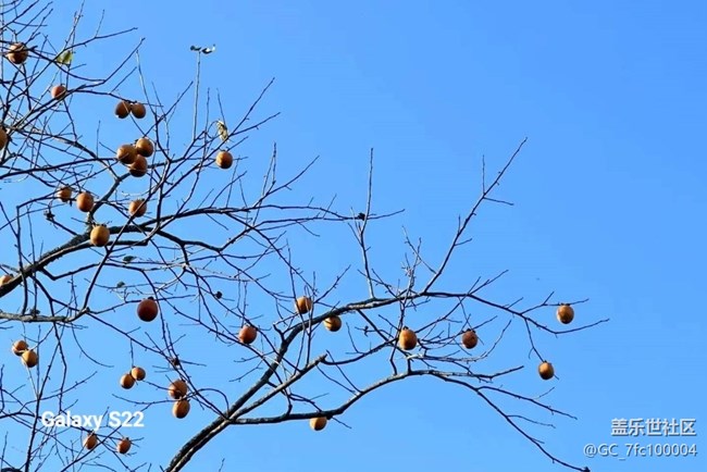 【鵬城尋冬記】柿柿如意