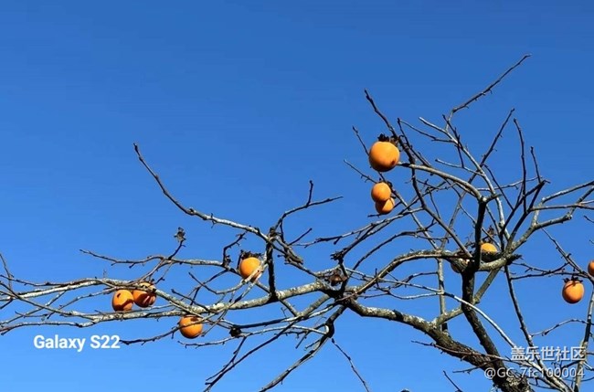 【鵬城尋冬記】柿柿如意