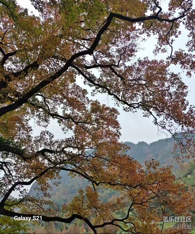 【鵬城尋冬記】紅楓