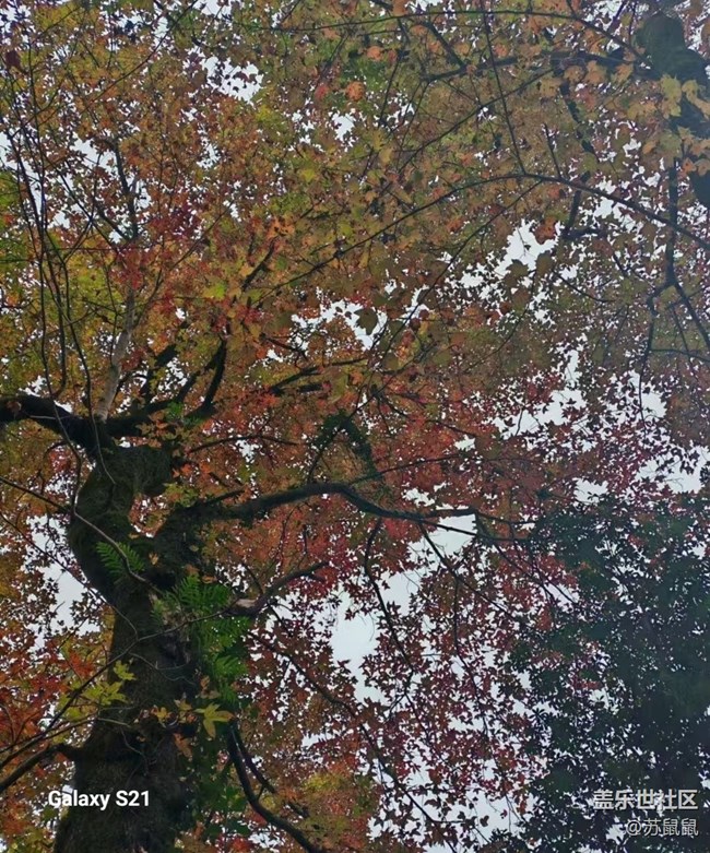 【鵬城尋冬記】紅楓