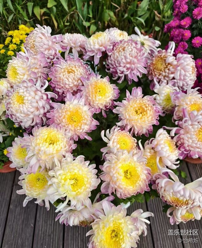 【全鏡影像】秋天賞菊