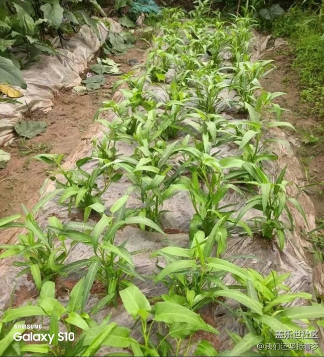 【鵬城尋冬記】田園的快樂