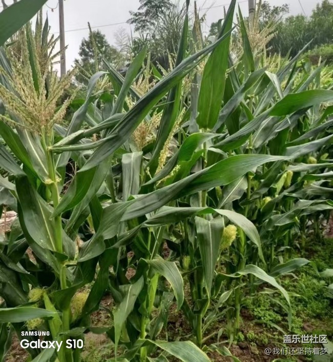 【鵬城尋冬記】田園的快樂