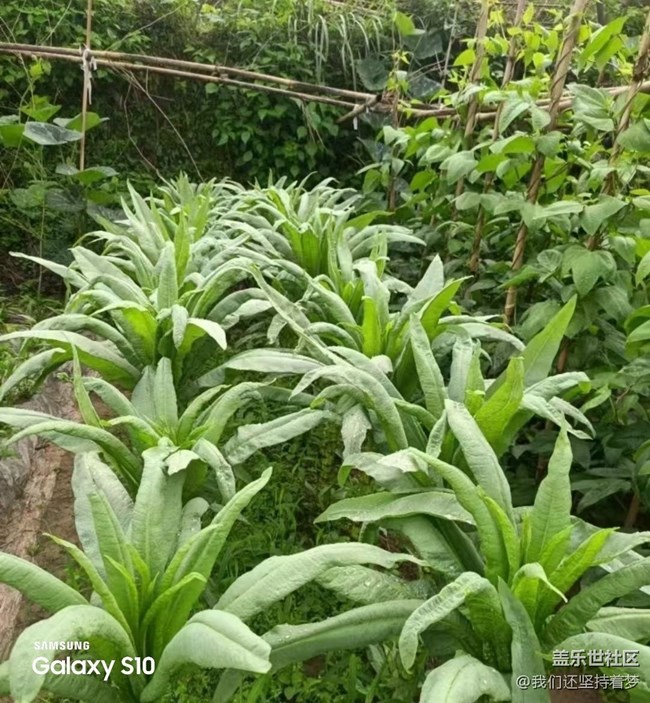 【鵬城尋冬記】田園的快樂