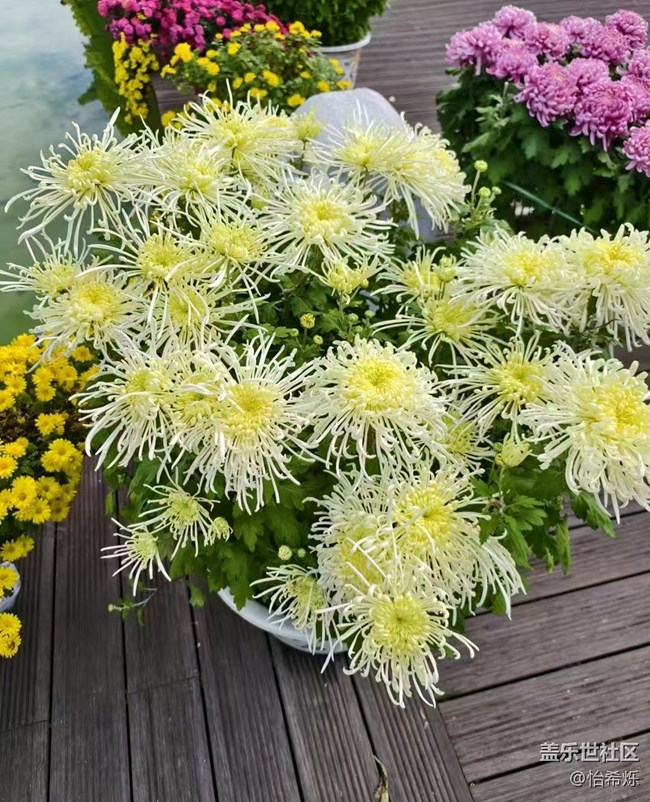 【全鏡影像】秋天賞菊