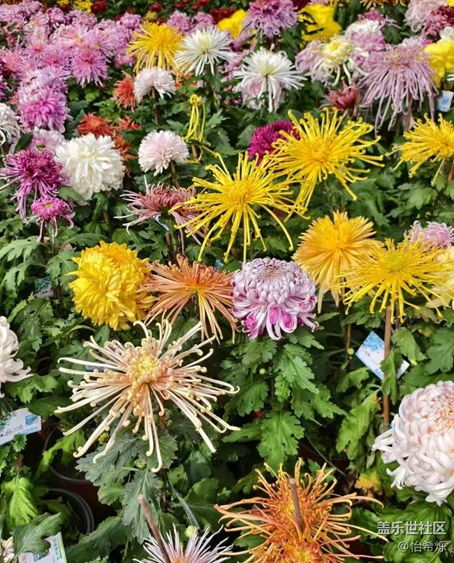 【全鏡影像】秋天賞菊