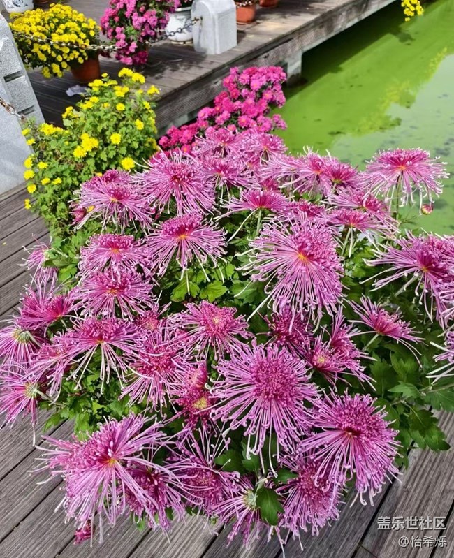 【全鏡影像】秋天賞菊