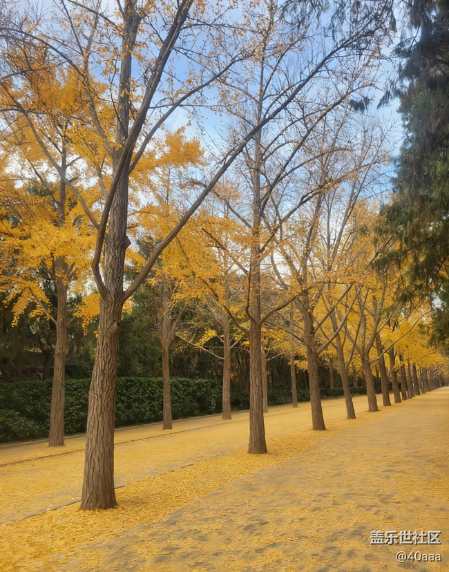 【地壇公園】人多景盛葉紛飛