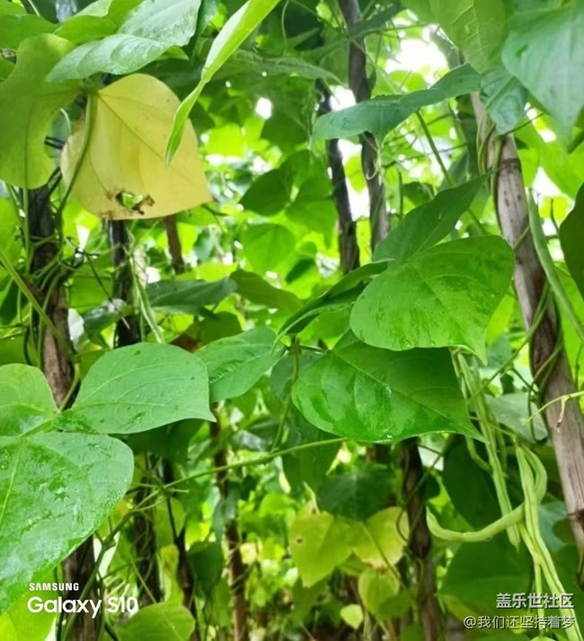 【鵬城尋冬記】田園的快樂