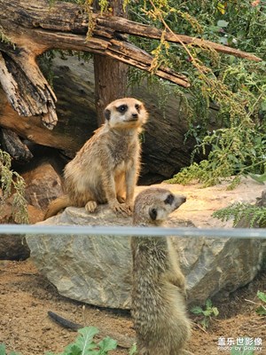 【地標(biāo)最佳機(jī)位】秋天的動(dòng)物園