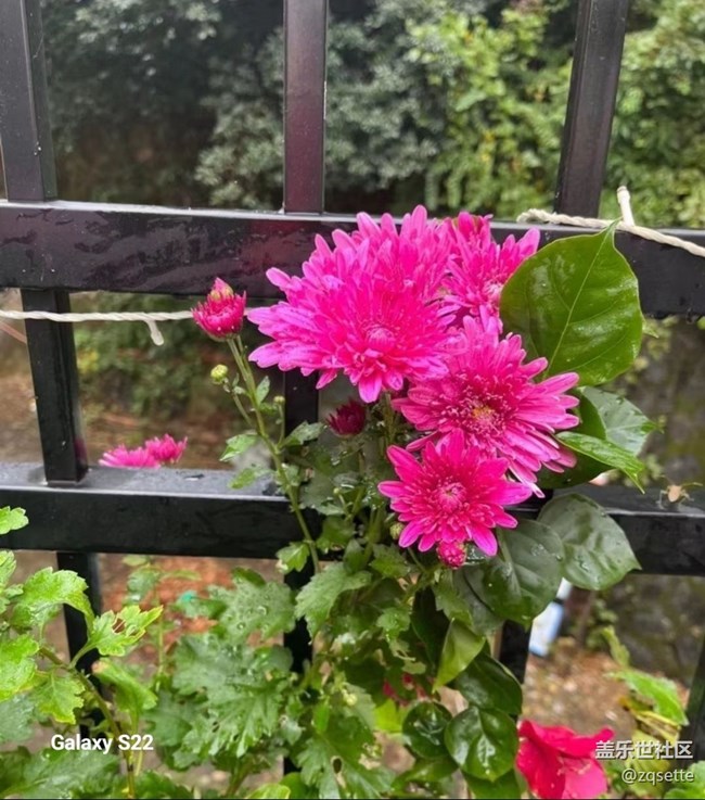 【鵬城尋冬記】菊花盛開