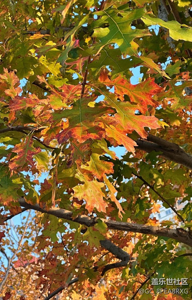 【世間的美好】秋日調(diào)色盤