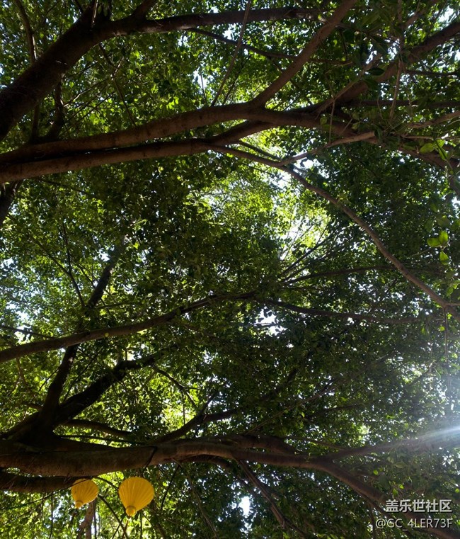 【世間的美好】綠意未央，花事未了