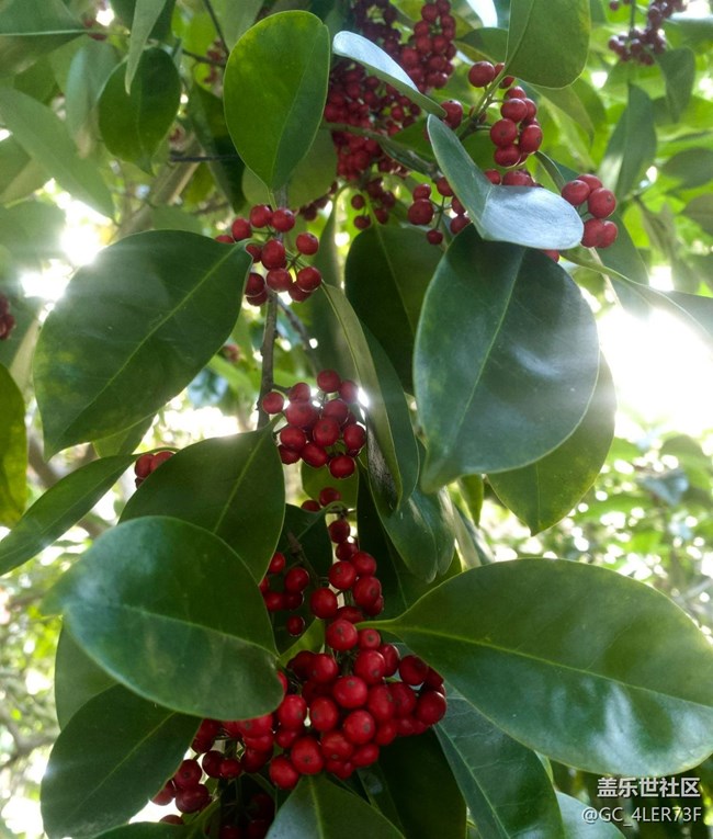 【世間的美好】綠意未央，花事未了