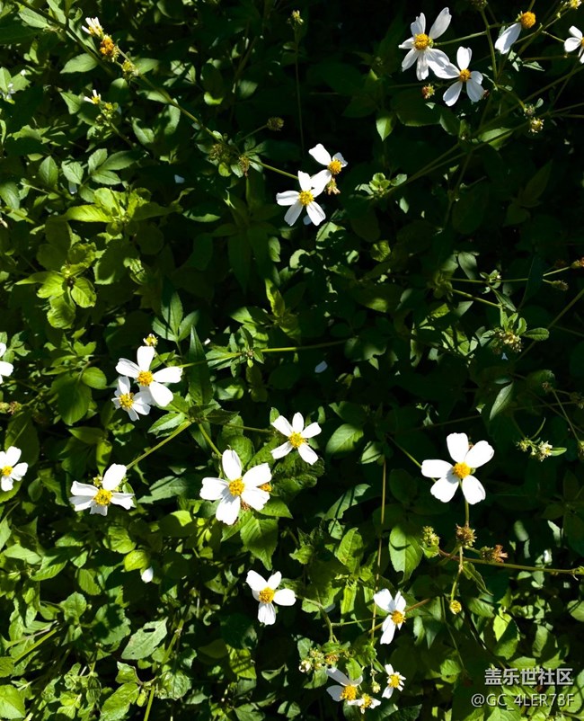 【世間的美好】綠意未央，花事未了