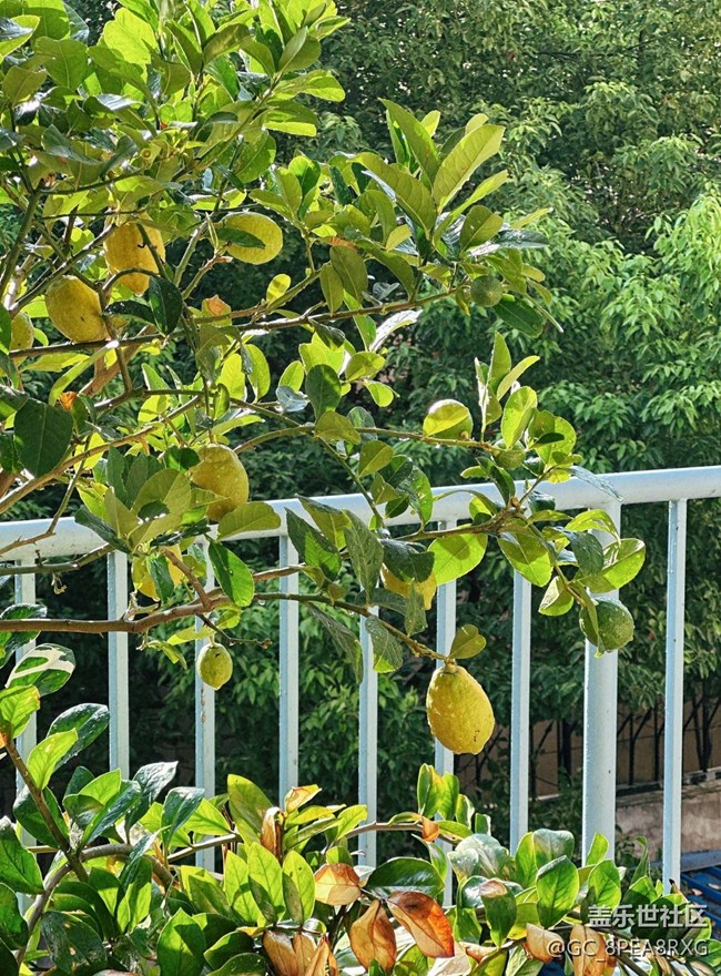 【世間的美好】秋日調(diào)色盤