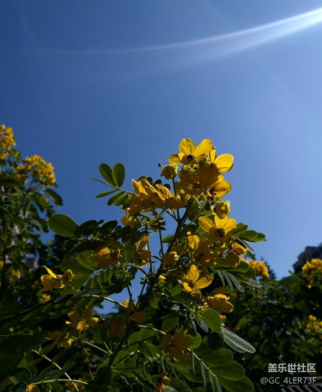 【世間的美好】綠意未央，花事未了
