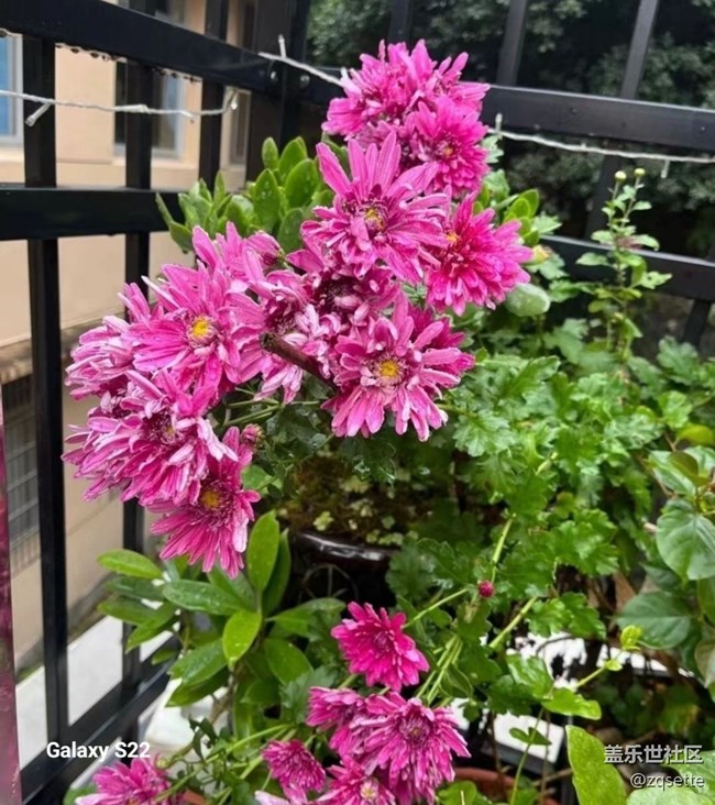 【鵬城尋冬記】菊花盛開