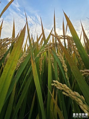 金秋歲月 大地詩(shī)篇