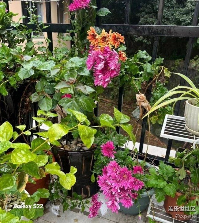 【鵬城尋冬記】菊花盛開