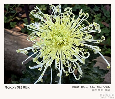 把秋天，藏進菊花的褶皺里