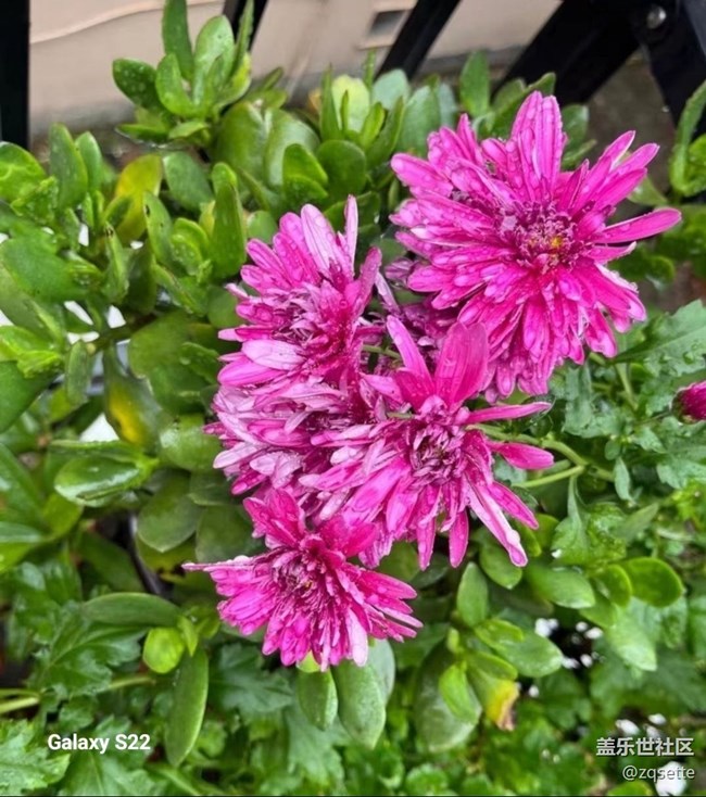 【鵬城尋冬記】菊花盛開