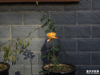 入冬第一波明顯降溫