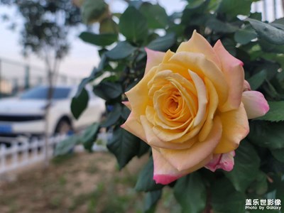 若你決定燦爛，山無(wú)遮，海無(wú)攔。