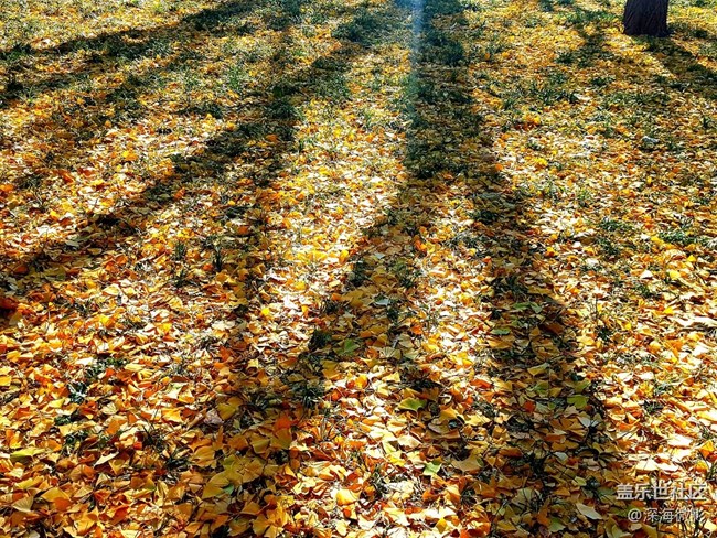 【葉落成詩】一抹秋色宜人