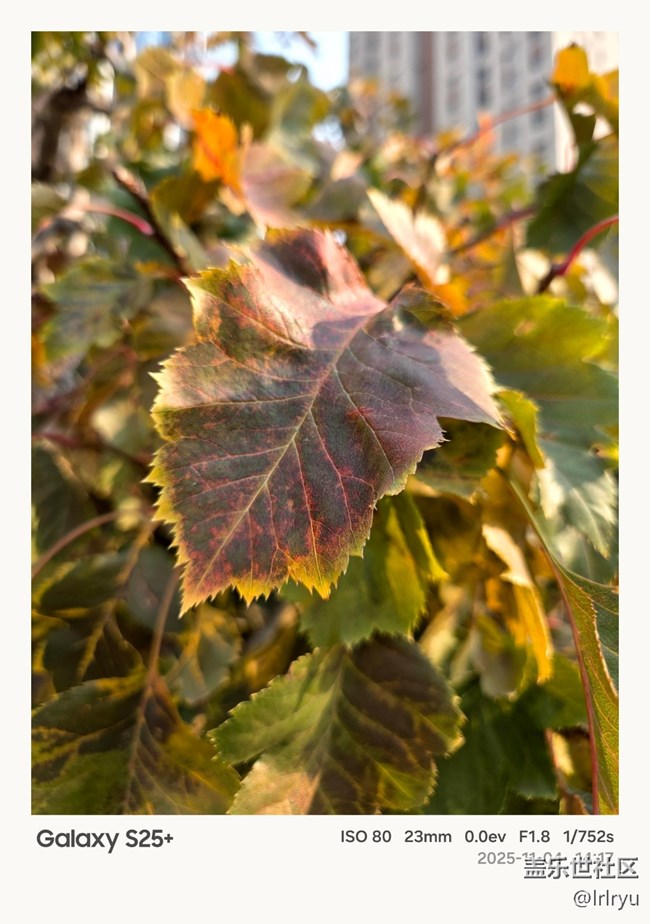 【鵬城尋冬記】初冬印象