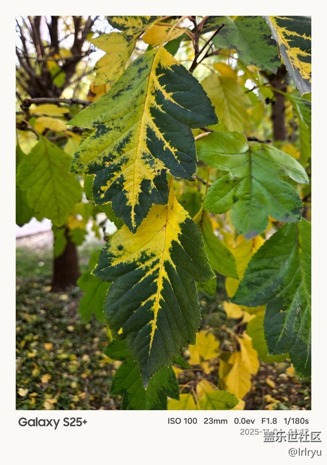 【鵬城尋冬記】初冬印象