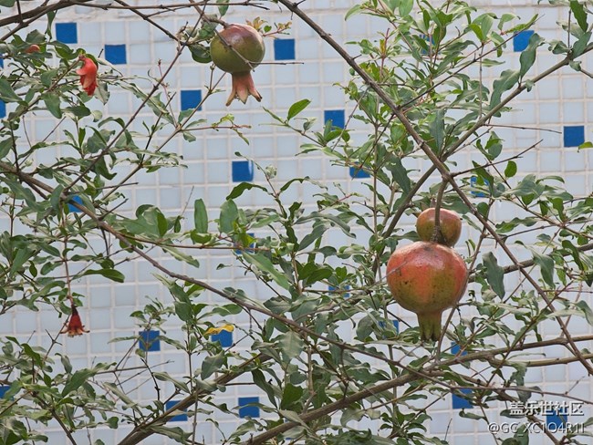 【全鏡影像】綠色