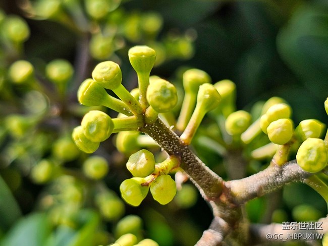 【Galaxy影像】#用微距，拉近距離