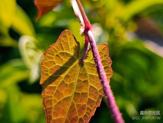 【Galaxy影像】#用微距，拉近距離