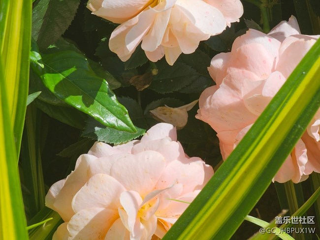 【生活小確幸】好時(shí)光