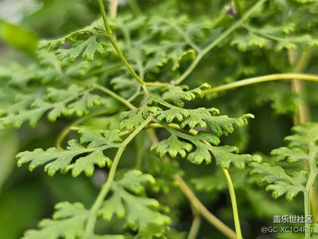 【全鏡影像】綠色